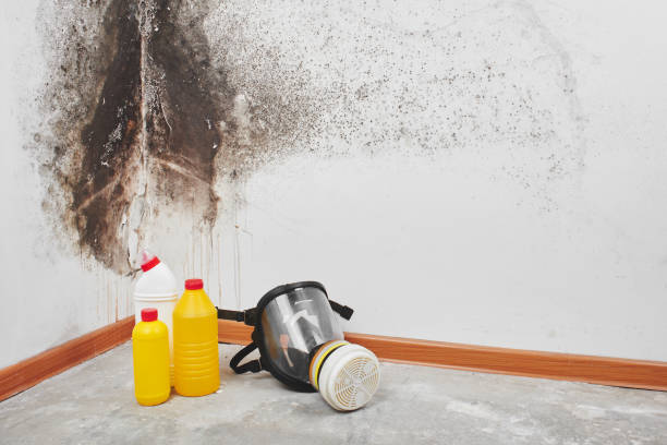 Best Residential Mold Removal  in , VT