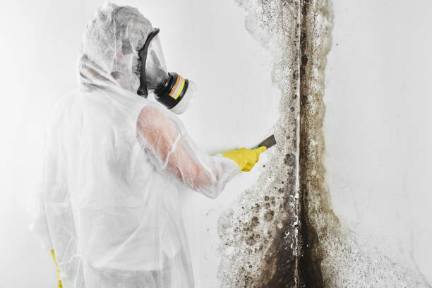 Best Home Mold Removal  in , VT