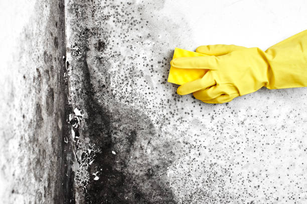 Best Crawl Space Mold Removal  in , VT