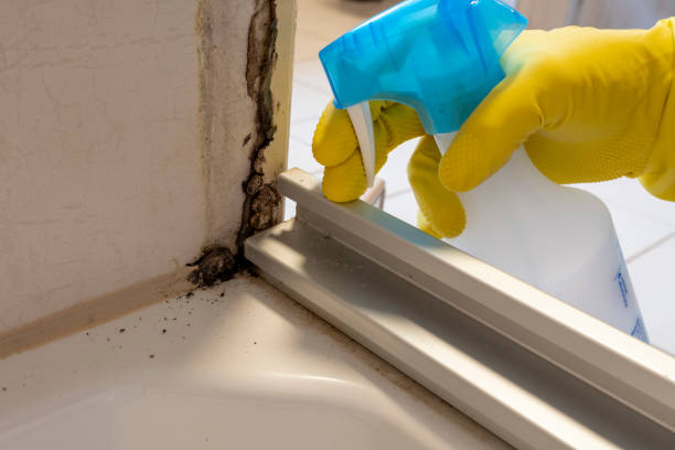 Best Local Mold Removal Service  in , VT