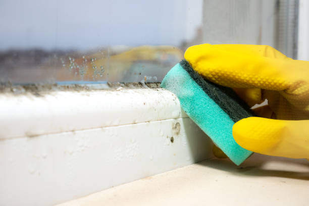 Best Toxic Mold Removal  in , VT