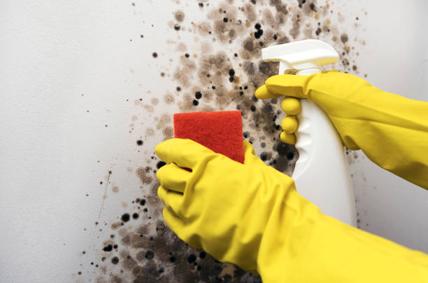 Best Office Mold Removal Services  in , VT