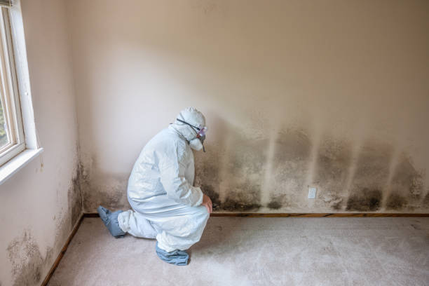 Best Crawl Space Mold Removal  in , VT