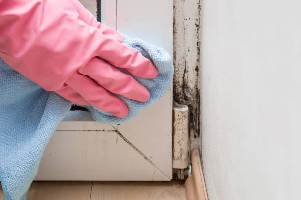 Best Mold Testing  in , VT